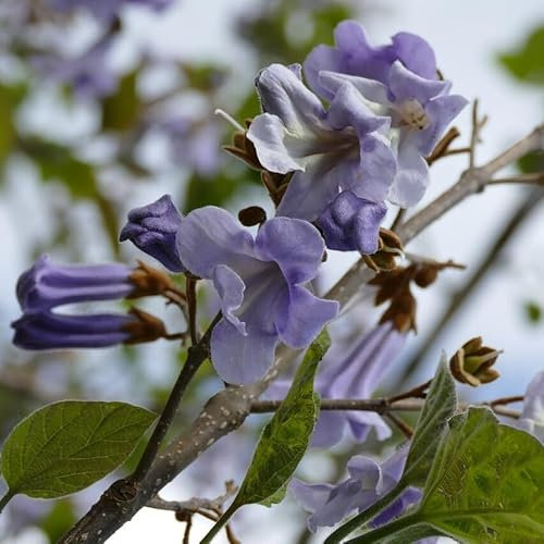 Blauglockenbaum Kiribaum Kaiserbaum Paulownia tomentosa schnell wachsend blaue Blüten 30-50 cm 1 Liter Topfballen