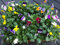 Horn-Veilchen, Viola cornuta, 12 bunte Hornveilchen, Frische Stiefmütterchen Pflanzen