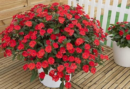 Buy4seeds 20 Busy Lizzie Red Seeds Easy to Grow Garden on Your Garden