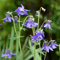 Bloomique - 3er Set - Aquilegia Caerulea Frühlingszauber - Akelei - Gartenpflanzen - Winterhart - Höhe 10-20cm - Topf 9x9cm