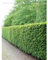 Rotbuche Fagus sylvatica 80-100 cm, Wurzelnackt. 175 Buchen. Winterharte Hecke