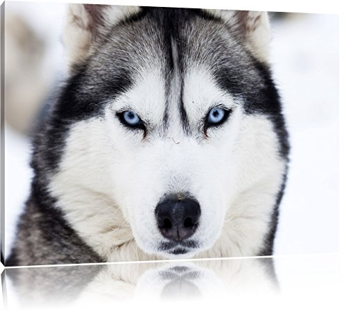 Pixxprint Husky, Größe: 100x70cm, Leinwandbild, fertig gespannt, Wandbild, Dekoration, Kunstdruck, kein Poster