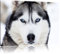 Pixxprint Husky, Größe: 100x70cm, Leinwandbild, fertig gespannt, Wandbild, Dekoration, Kunstdruck, kein Poster