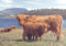 The House of Puzzles - Highlanders - 1000 Piece Jigsaw Puzzle by The House of Puzzles
