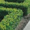 GardenersDream 10 x Buxus Sempervirens Hedging Plants - All Year Round Outdoor Plants - Evergreen Garden Shrubs for Gardens and Borders - Outdoor Garden Ready Plant (20-40 cm incl. 9 cm Pot)