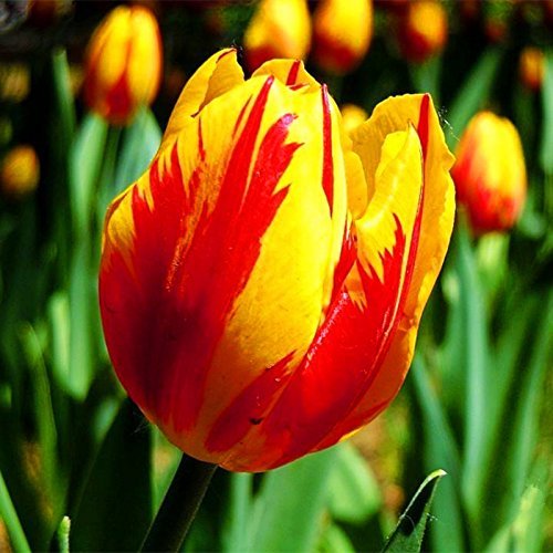 10pcs/bag Tulpe Samen Seltene Bonsai Blumensamen schöne gemischte Farbe Tulpen Topf ausdauernde Hausgärten Tulpe Pflanzen 8