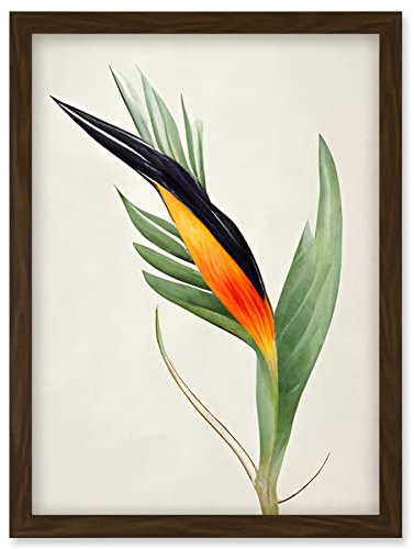Wee Blue Coo Tropical Bird of Paradise Flower Gold Black Illustration Artwork Framed Wall Art Print A4