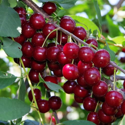 Cherry 'Stella' - Sweet Dessert Cherry Tree for Patio or Garden 24cm Pot x 1 by Thompson & Morgan