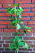Fächerblattbaum Ginkgo biloba 80-100 cm hoch im 5 Liter Pflanzcontainer