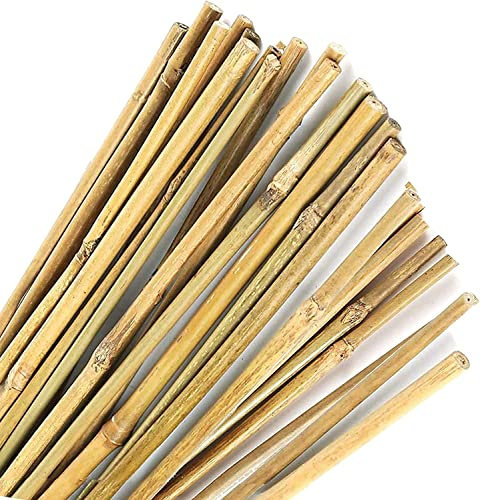 Bâtons de bambou naturels écologiques. 30 piquets pour usage agricole et potager domestique. Tuteurs pour tomates et autres plantes. (90 cm (10-12 mm de diamètre))