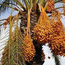 Huifang 15 piezas palmera datilera
