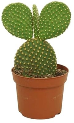 DECOALIVE Opuntia Microdasys Cactus Natural para Decorar el Hogar