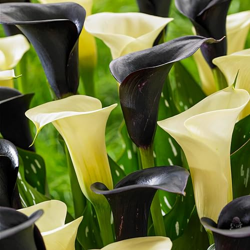Collection de bulbes de lys de Calla noirs et blancs, 10 bulbes de Zantedeschia, 2 variétés, 5 de chaque couleur Mix, idéal comme plante en pot et de jardin, mélange de Hollande