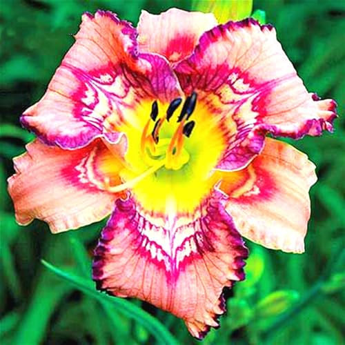 Lebende Pflanzen,Dekorative Blumen,Taglilien Rhizome,Natürlich,Seltene Pflanzen,Winterharte Rhizome,Taglilien Winterhart Mehrjährig,Einfach zu kultivieren-15 zwiebeln-C
