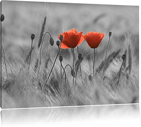 Pixxprint Mohnblumen auf einem Feld B&W, Größe: 80x60cm, Leinwandbild, fertig gespannt, Wandbild, Dekoration, Kunstdruck, kein Poster