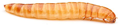 proinsects Buffalowürmer - Futterinsekten (500 ml)