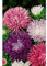 Semillas de flores - Reina margarita pluma - Mascarell