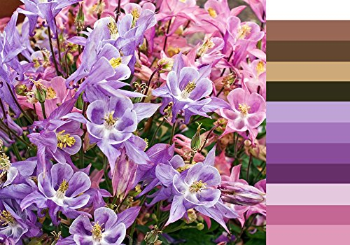 Akelei (Aquilegia clematiflora) Clematis-blühende 30 Samen