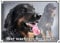 Petsigns Hundeschild - Hovawart - rostfreies Metallschild in TOP Foto Qualität, DIN A5