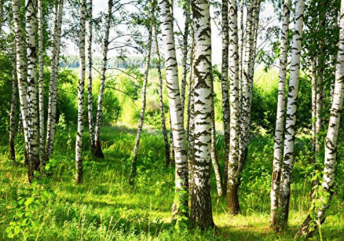 wandmotiv24 Fototapete Birkenwald Wiese Landschaft Sträuchern, 400 x 280 cm - selbstklebende Vliestapete 150g, Wanddeko, Wandbild, Wandtapete, Blätter Bäume Birken Wald M5836