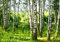 wandmotiv24 Fototapete Birkenwald Wiese Landschaft Sträuchern, 400 x 280 cm - selbstklebende Vliestapete 150g, Wanddeko, Wandbild, Wandtapete, Blätter Bäume Birken Wald M5836