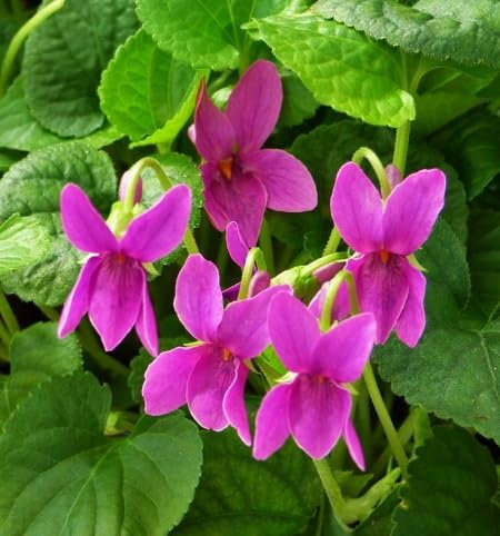 Nuovo 100pz semi di fiori Viola Odorata viola