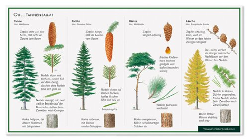 Nadelbäume - Oh Tannenbaum - Tanne - Fichte - Kiefer - Lärche - Wawra Naturpostkarte Nr. 35 zum Entdecken, Beobachten, Bestimmen - 22 cm x 12 cm