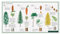 Nadelbäume - Oh Tannenbaum - Tanne - Fichte - Kiefer - Lärche - Wawra Naturpostkarte Nr. 35 zum Entdecken, Beobachten, Bestimmen - 22 cm x 12 cm