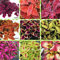 Sementi di fiori 100pcs Black Dragon Coleus semi Pack - Bellissimi estatiche piantare fiori semi Bonsai, casa Ga