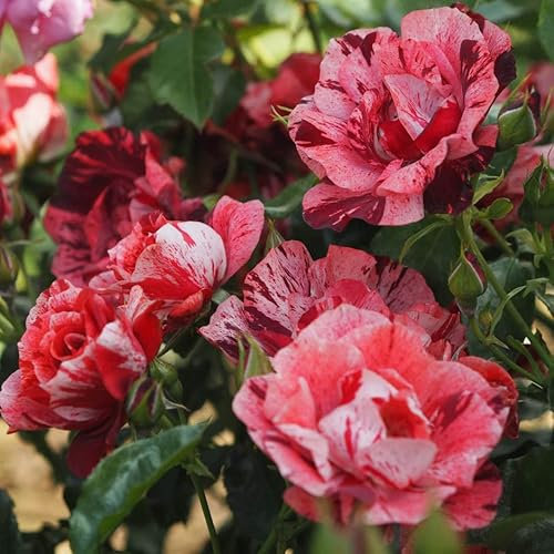 Robert - 5.5lt Potted Floribunda/Climbing Garden Rose Bush - Pink, Maroon & Red Striped Blooms with Occasional White Flashes