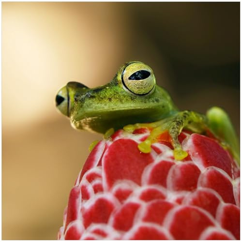 Wallario Möbelfolie selbstklebend/Aufkleber, Tischfolie geeignet für IKEA Lack Tisch - Möbeldeko Frosch sitzt auf Einer Knospe in 55 x 55 cm