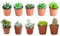 Verdecora Pack de Cactus o Crasas | Cactus y suculentas Planta natural viva de interior en maceta de Ø5cm | Plantas pequeñas y fáciles de cuidar | Envío de surtido variado (10 Crasas/Suculentas)