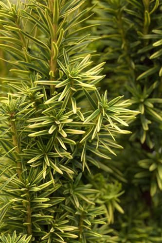 Taxus baccata 'Fastigiata Aurea' 100-120 cm - Säuleneibe, goldgelbes Laub, immergrün, ideal für Hecken und Kübel, pflegeleicht und winterhart