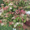 30 pcs Glanzmispel Red Robin Samen - pflanzen balkon, deko wohnzimmer Photinia Fraseri - Heckenpflanzen schnellwachsende sträucher als sichtschutz geschenke für gartenliebhaber pflanzensamen