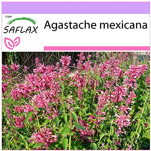 SAFLAX - Toronjil morado - 50 semillas - Agastache mexicana