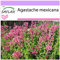 SAFLAX - Toronjil morado - 50 semillas - Agastache mexicana