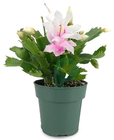 Flor Natural Schlumbergera Planta Viva Cactus de la Navidad Planta Natural Interior