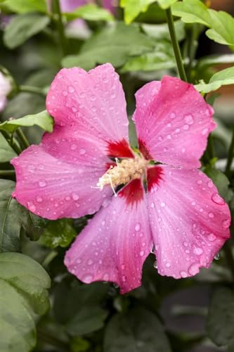 Hibiscus syriacus 'Aphrodita' 60-80 cm – Winterhart, Mehrjährig, Pflegeleicht – Garteneibisch – Heckenpflanze für Garten & Sichtschutz