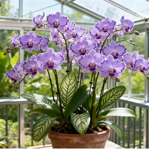 Orchidea Cymbidium profumata - Decorativa in vaso per interni ed esterni - facile da fiorire-3 PCS-G