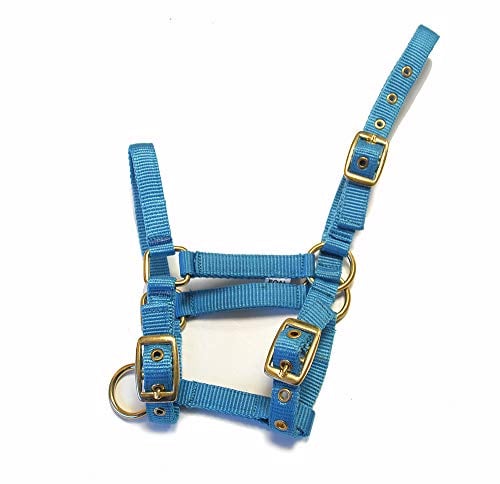 Rhinegold Halfter für Fohlen, Nylon, Türkis