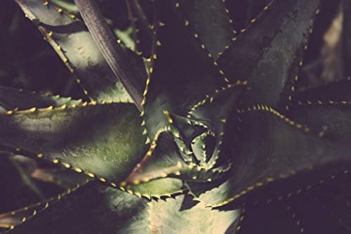 Fabulous Poster Plakat Nahaufnahme Agave Agave ovatifolia Gemüsewunder