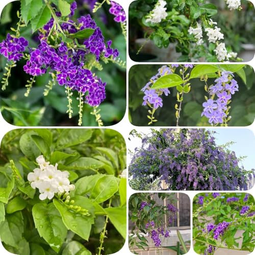 30 pcs Duranta Repens Blumensamen, frühlingsblumen winterharte pflanzen für garten schattenpflanzen winterharte kübelpflanzen garten pflanzen blumendeko nachhaltige produkte gartenpflanzen