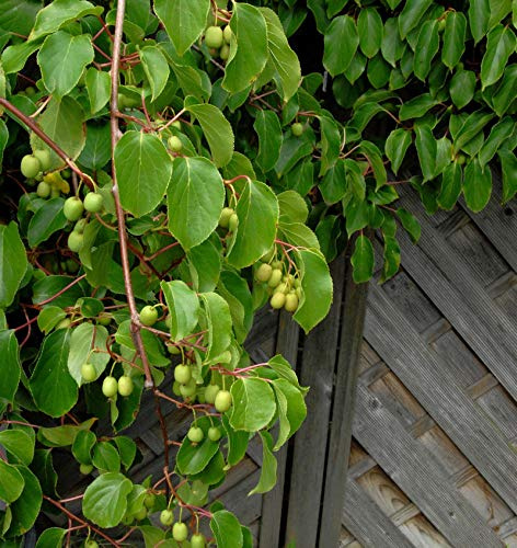 Kiwi Weiki weiblich 125-150cm - Actinidia arguta - lebende Gartenpflanze aus den Baumschulen