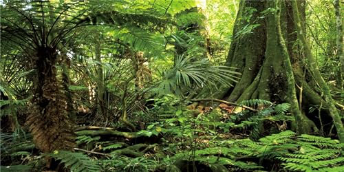 MIRRORANG 76x30cm Forest Terrarium Background Stone Green Huge Tree Reptile Habitat Background Tropical Rainforest Aquarium Background Vinyl