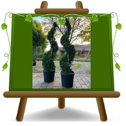 Thuya- oder Thuja-Spiral-Zierpflanze im 35-cm-Topf, Höhe 70–80 cm außerhalb des Topfes