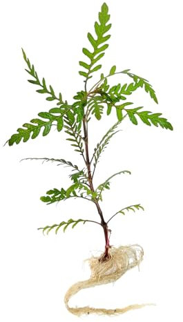 FLORATICA ¦ Hygrophila Pinnatifida 'Fern-Leaf Swampweed' Live Aquarium Plants Tropical Fish Tank Shrimp Safe Snail Free (5)