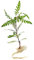 FLORATICA ¦ Hygrophila Pinnatifida 'Fern-Leaf Swampweed' Live Aquarium Plants Tropical Fish Tank Shrimp Safe Snail Free (5)