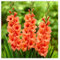Wintertolerante Gladiolenknollen,Winterhartige Gladiolen-Blütenknollen - Einfach und Schön für Ihren Garten, Bringen Sie atemberaubende Sommerblüten in Ihren Garten-15 zwiebeln-B