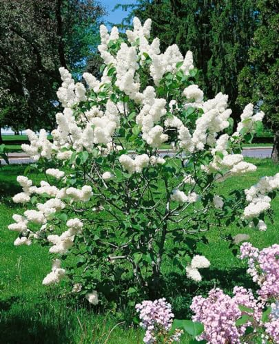 Weißer Flieder 'Alba' 125-150 cm Ballen Syringa vulgaris duftend winterhart