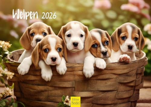 Edition Seidel Premium Kalender Welpen 2026 Format DIN A4 Wandkalender Hundekalender Hund Welpe Hunderasse Haustier